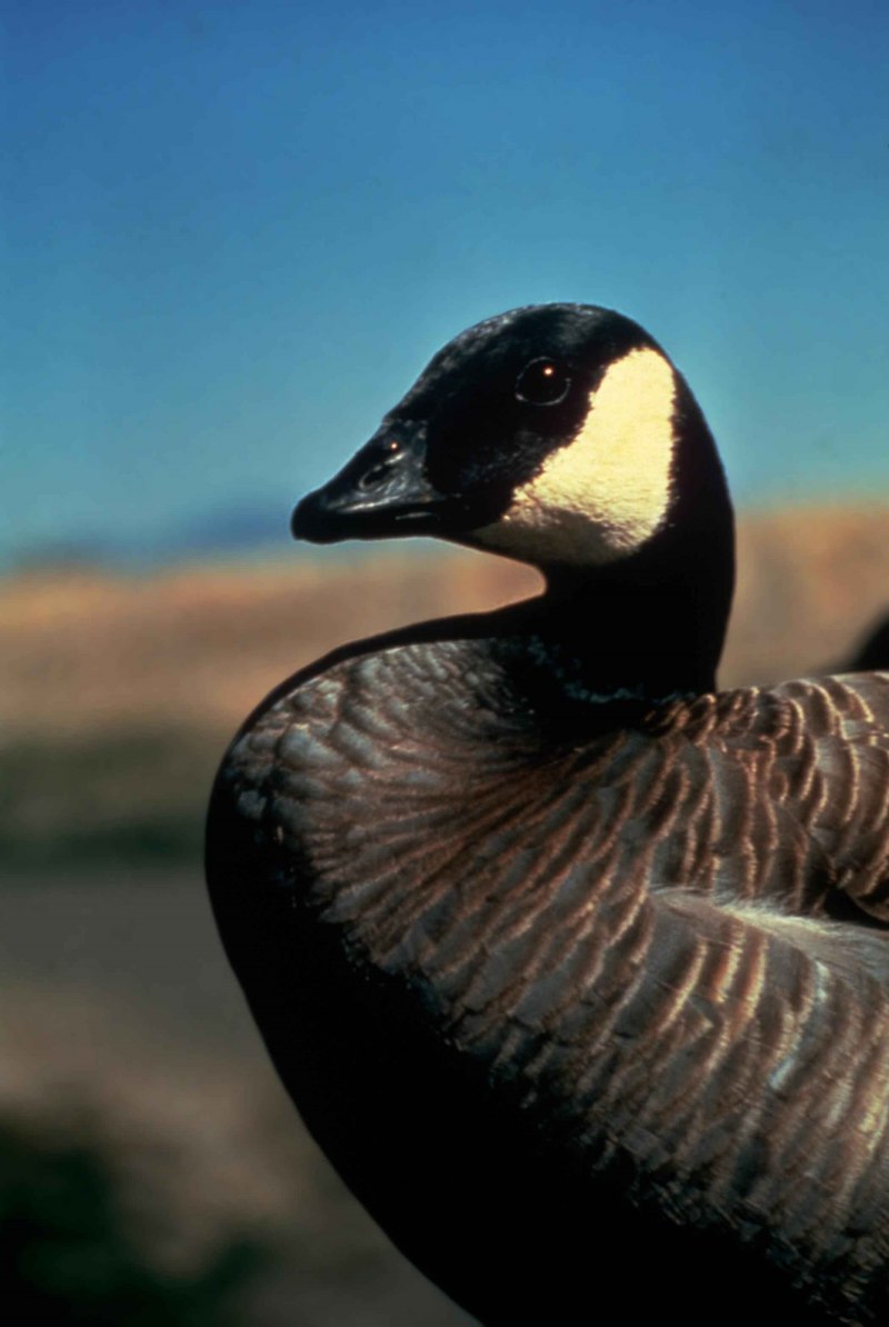 Branta canadensis