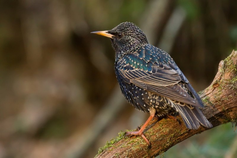 Sturnus vulgaris