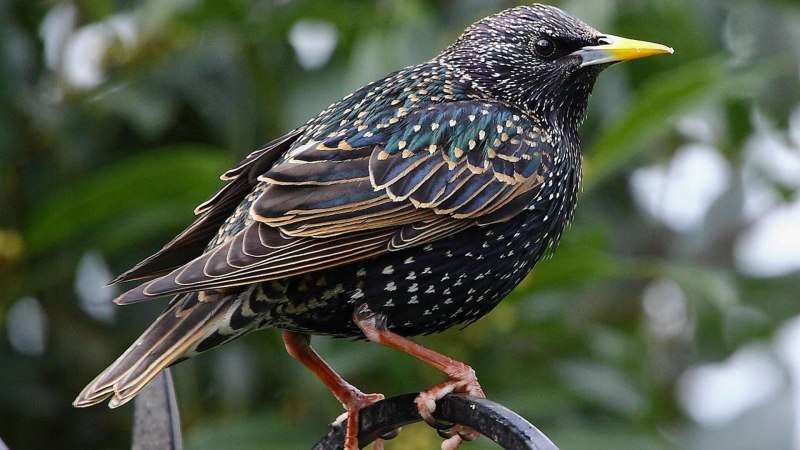 Sturnus vulgaris