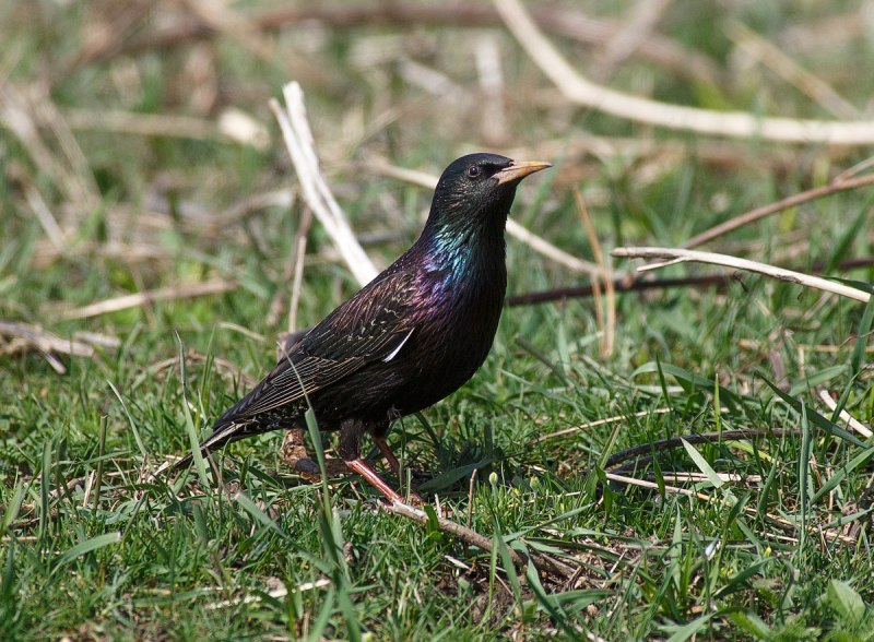 Обыкновенный скворец (Sturnus vulgaris)