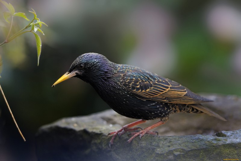 Common Starling Sturnus vulgaris