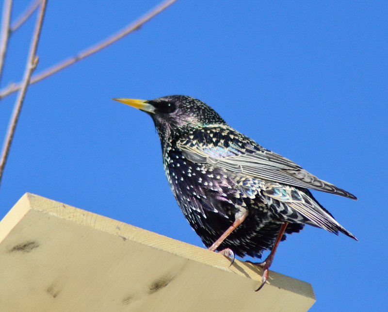 Common Starling Sturnus vulgaris
