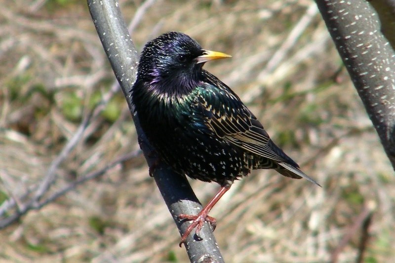 Обыкновенный скворец (Sturnus vulgaris)