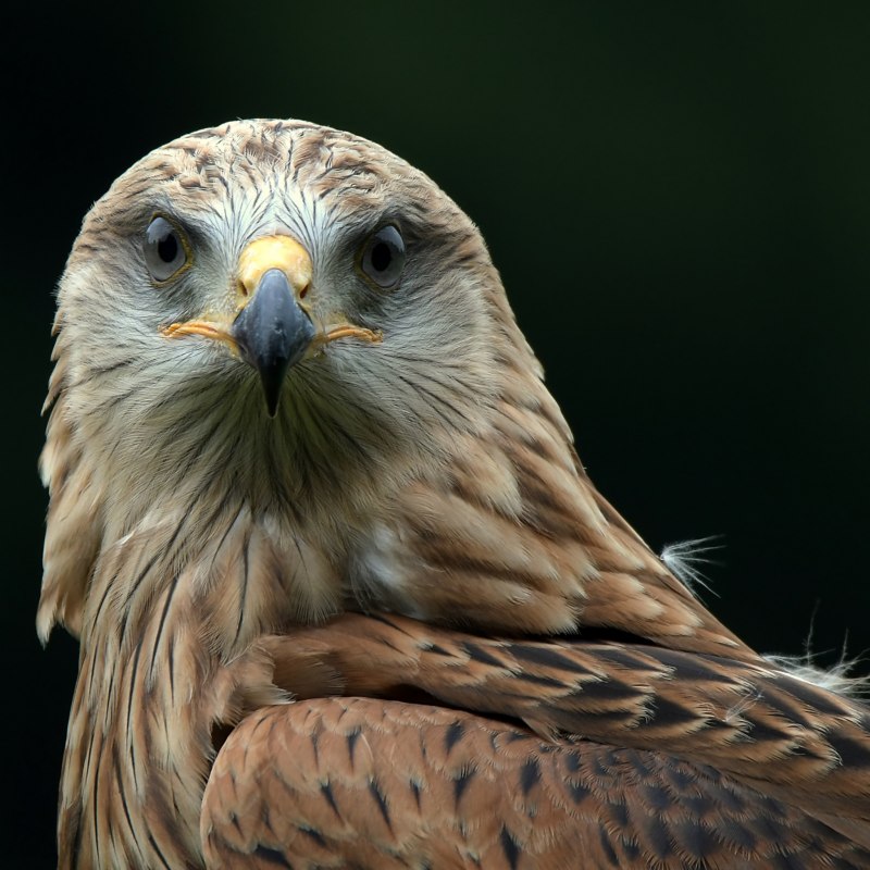 Обыкновенный канюк Buteo Buteo