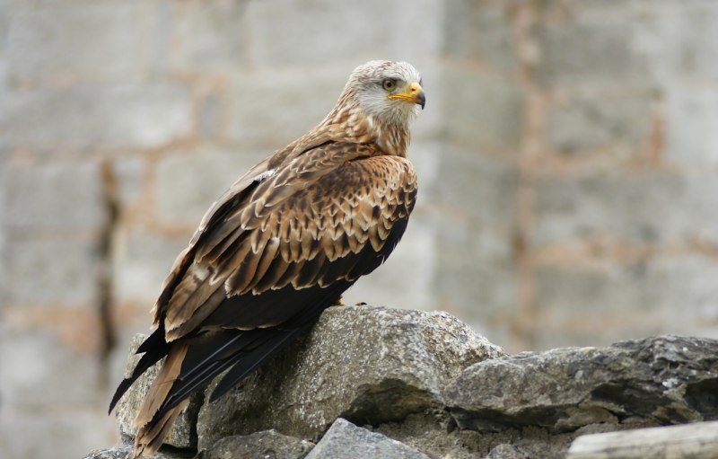 Красный Коршун Milvus Milvus