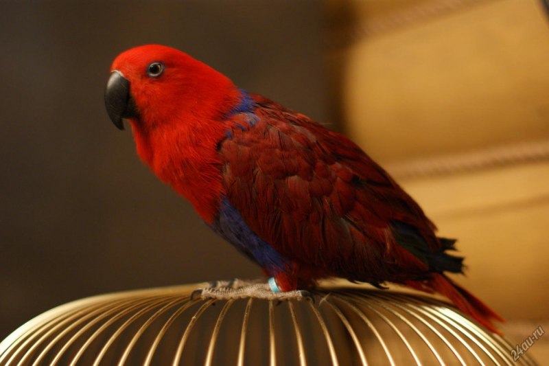 Попугай ,Эклектус (Eclectus roratus)