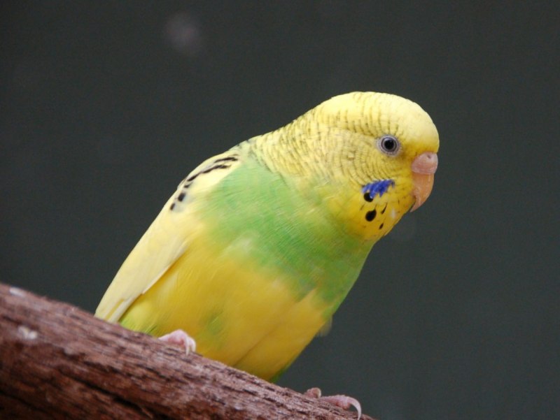 Волнистый попугай Budgie