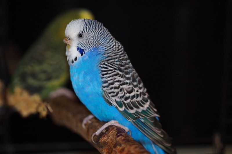 Волнистый попугай Budgie