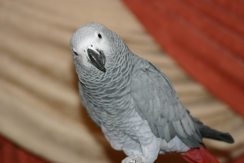 Королевский жако