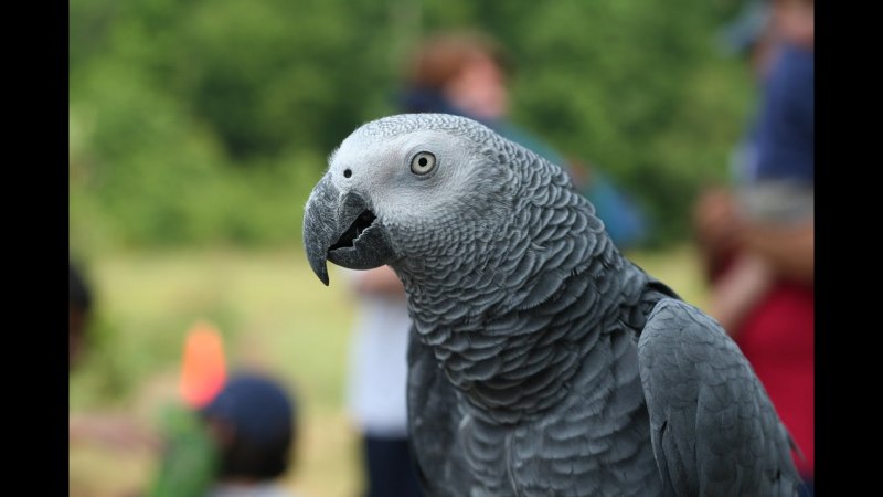 Королевский жако