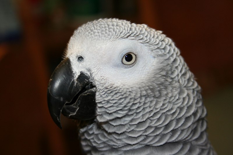 Psittacus Timneh