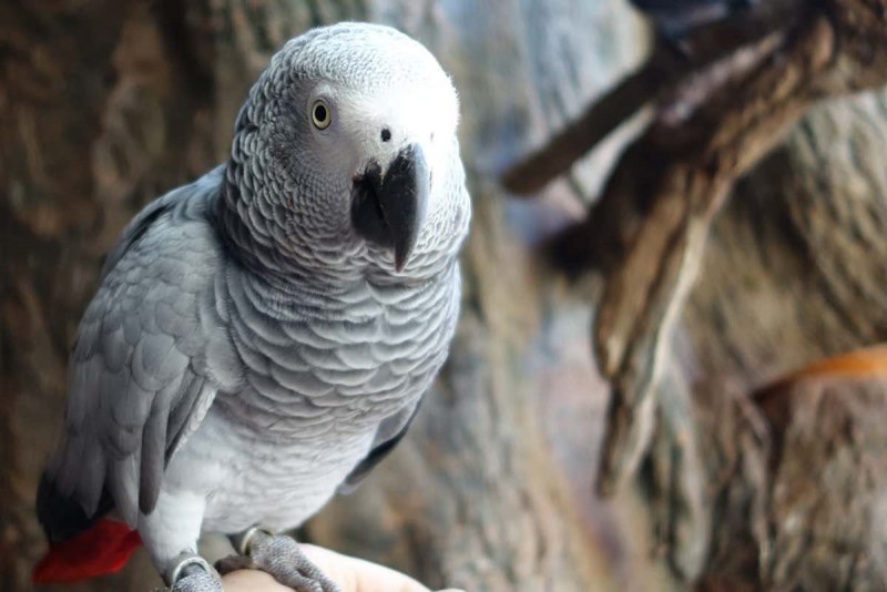Королевский жако