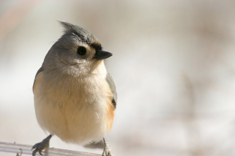 Tufted Titmouse