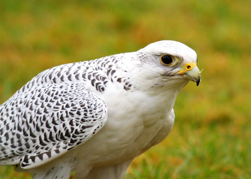 Кречет Falco rusticolus