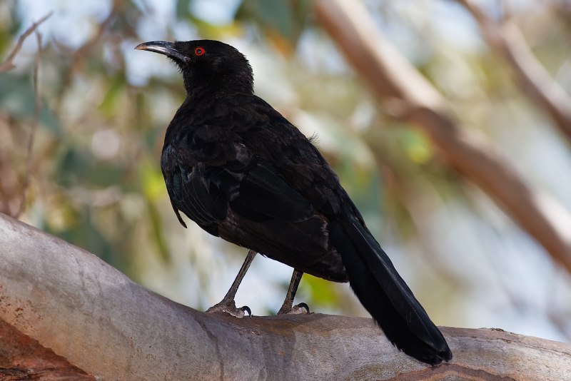 White Winged Chough