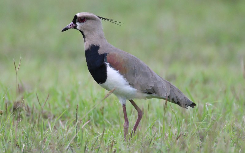 Vanellus Chilensis