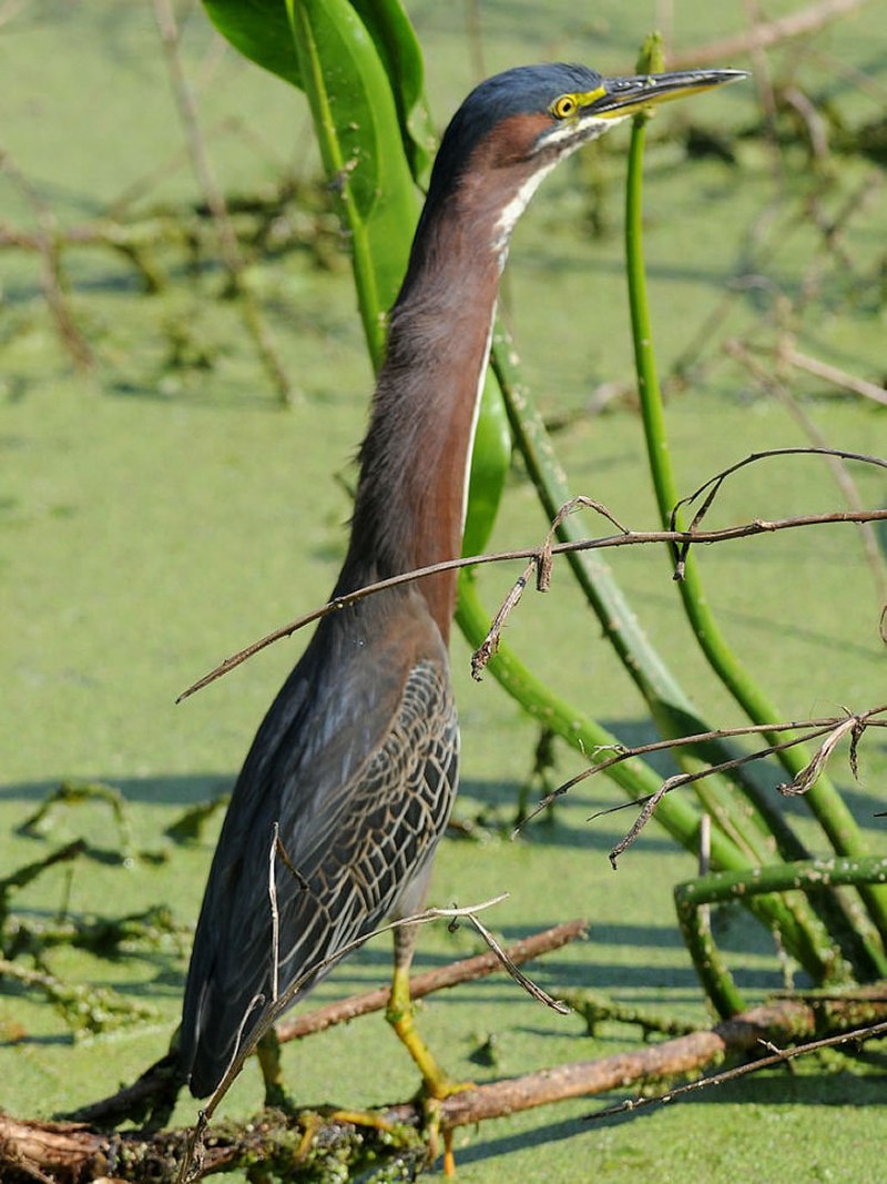 Green Heron птица