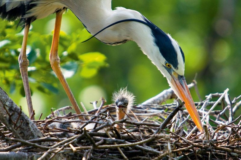 Great Blue Heron птица