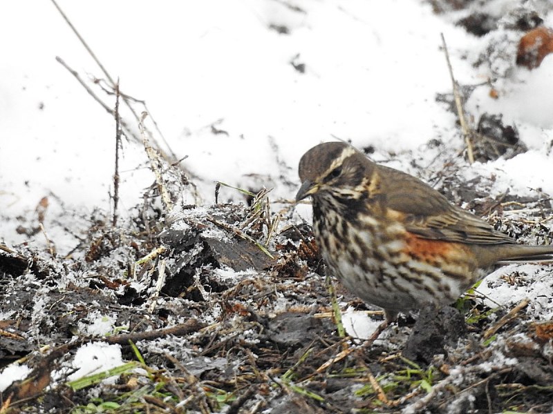 Дрозд-белобровик turdus iliacus
