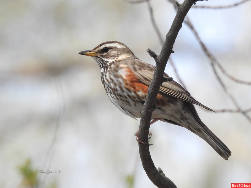 Дрозд-белобровик turdus iliacus