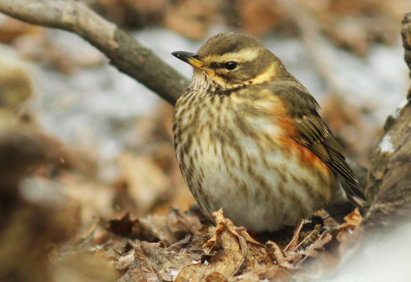 Дрозд-белобровик turdus iliacus