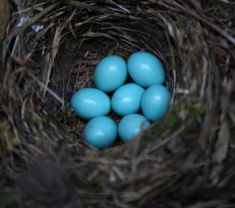 Дрозд-белобровик turdus iliacus