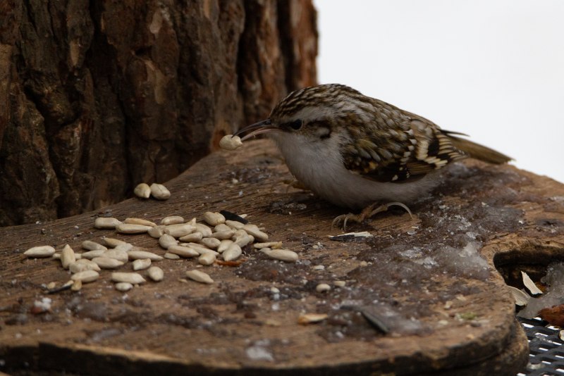 Sandpiper птица
