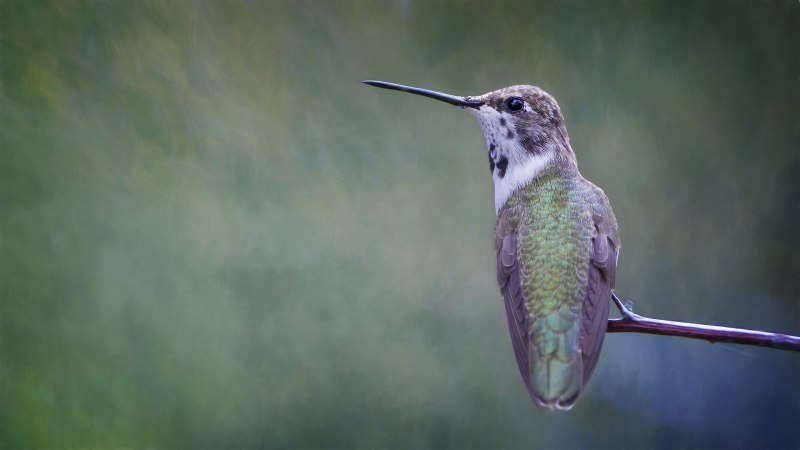 Gallinago stenura