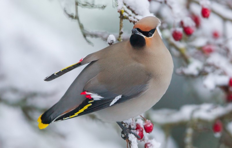 Свиристель птицы зимой (74 фото)