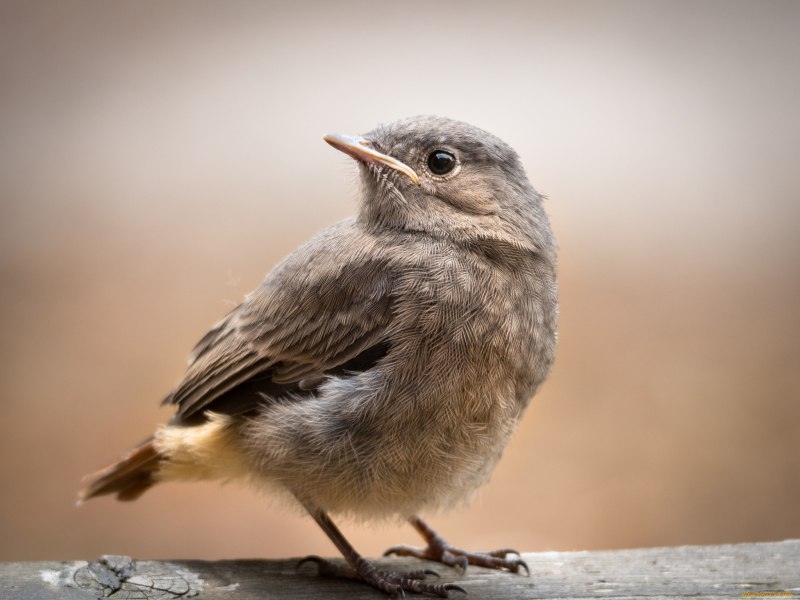 Обыкновенная горихвостка (Phoenicurus Phoenicurus)