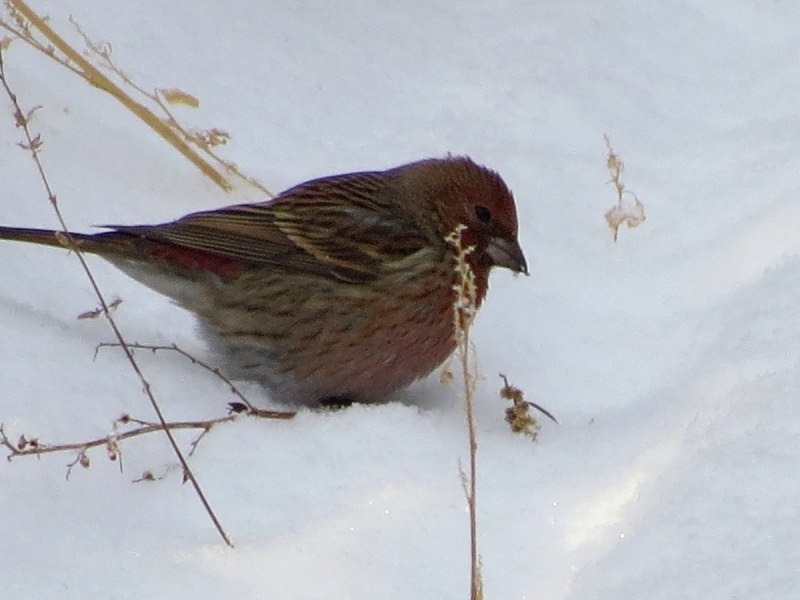 Turdus viscivorus