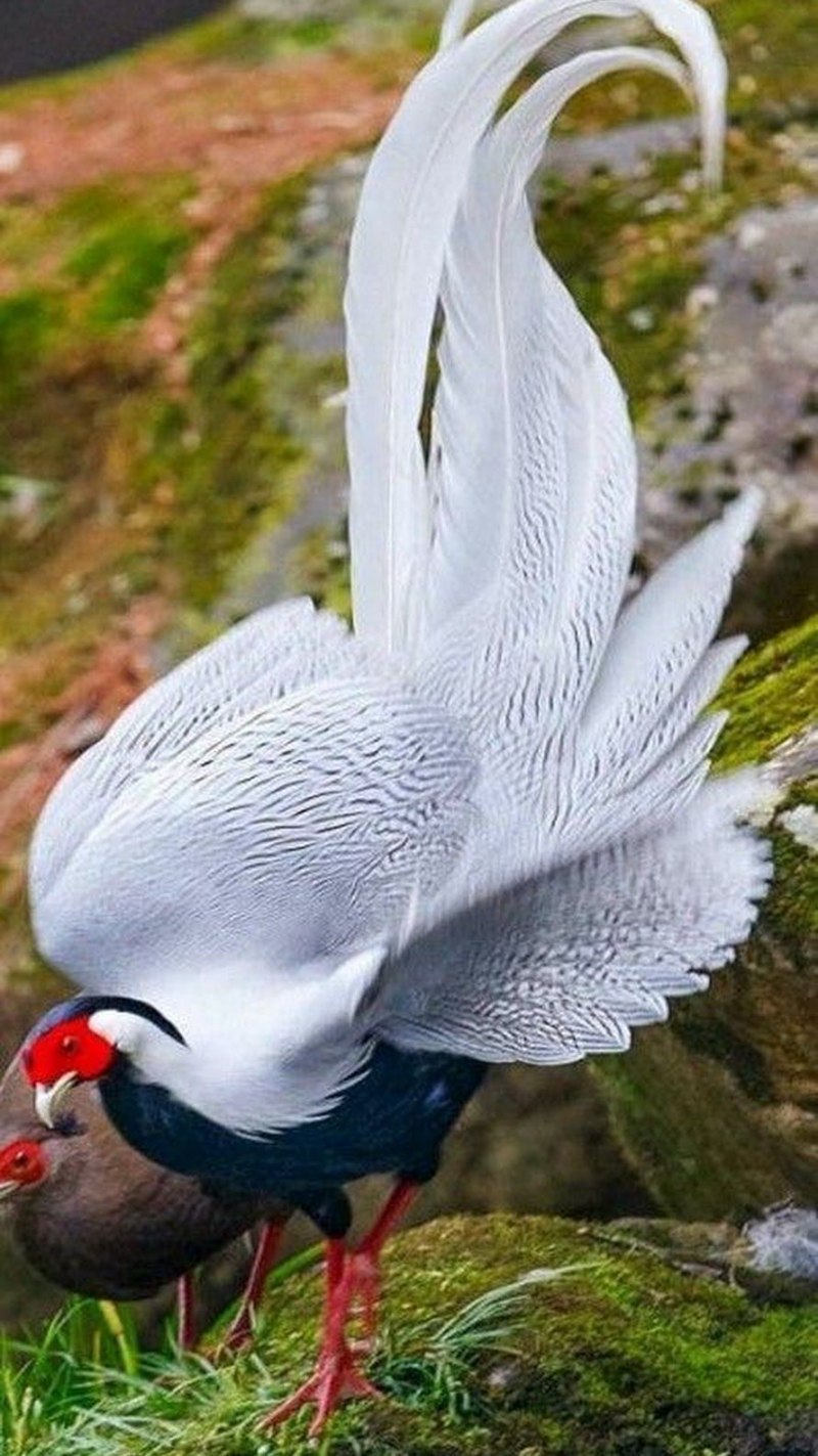 Серебряная лофура