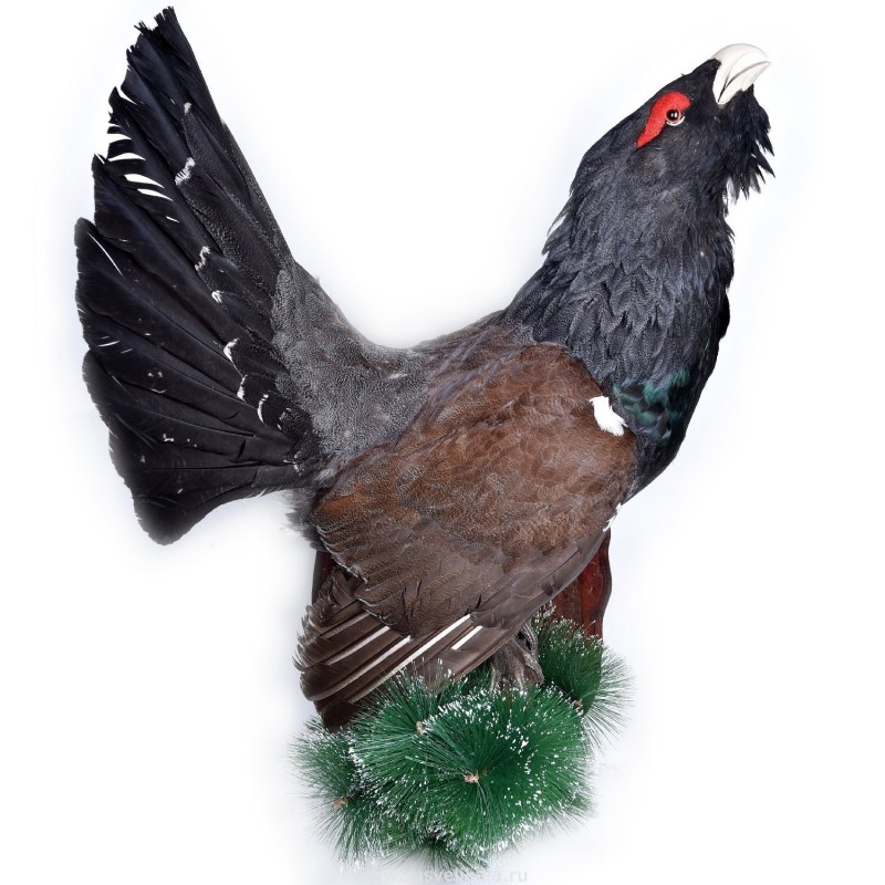 Глухарь - Capercaillie