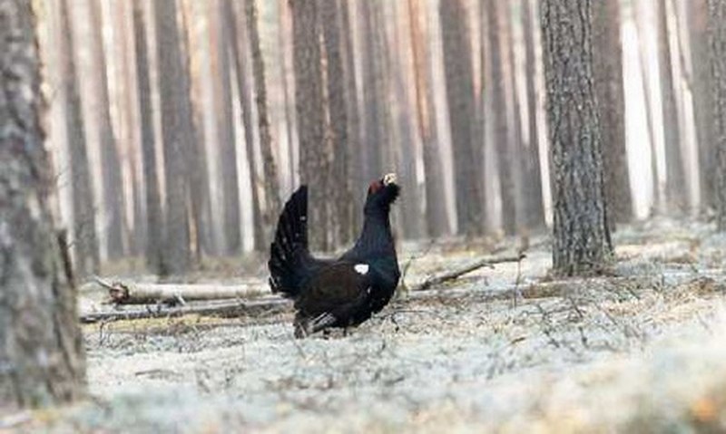 Глухарь и самка глухаря
