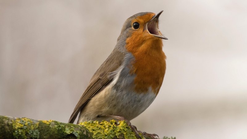 Turdus migratorius