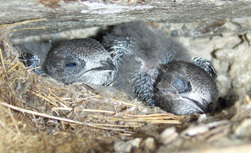 APUS affinis — малый Стриж