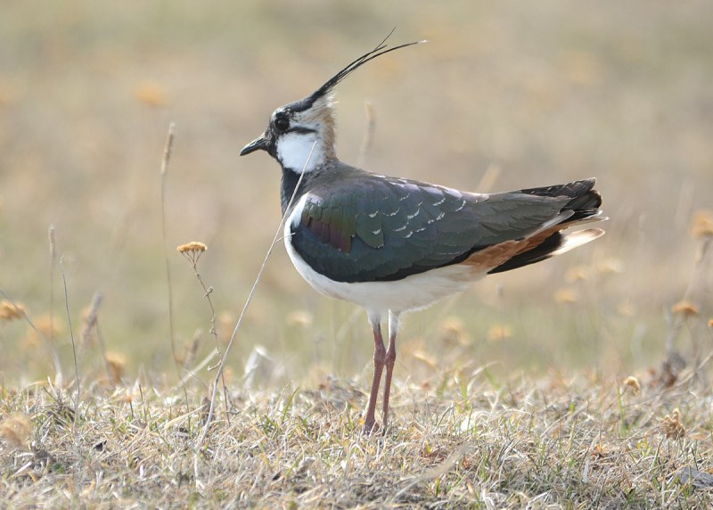 Чибис Vanellus Vanellus