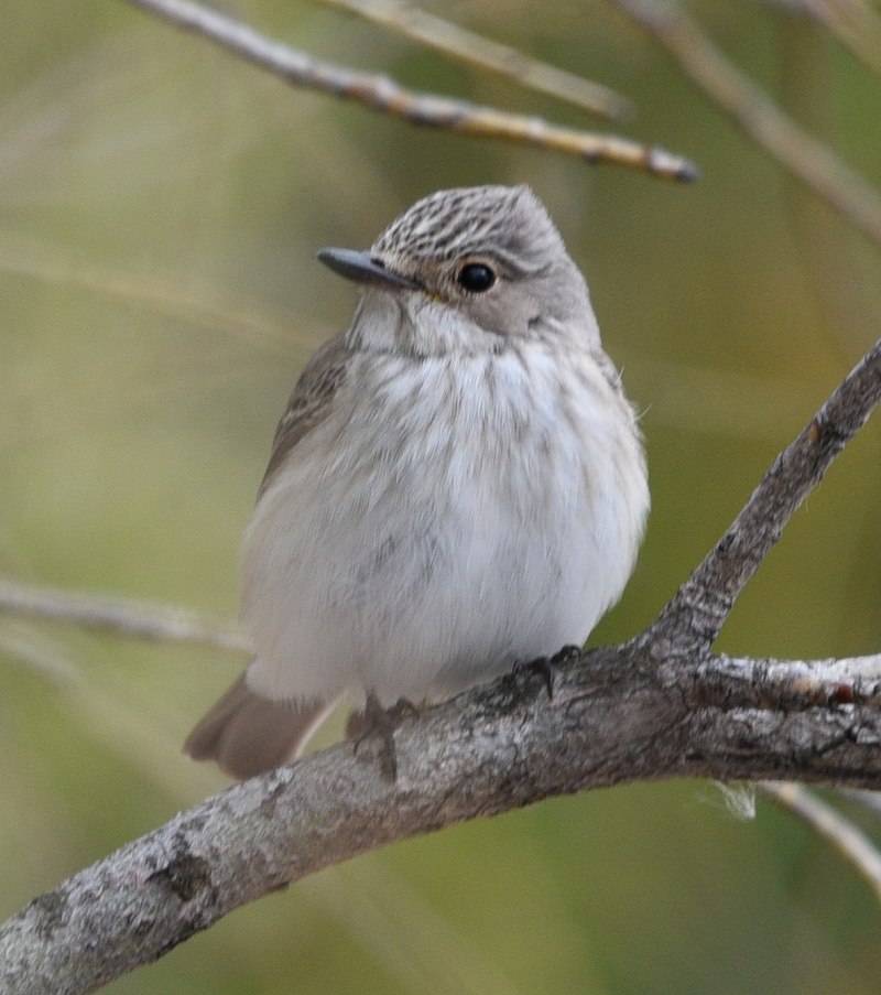 Ополовник Aegithalos caudatus
