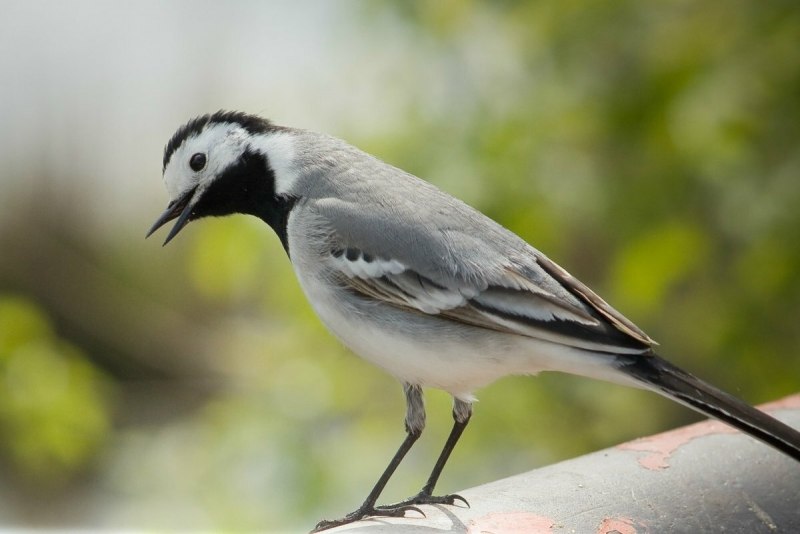 Обыкновенная горихвостка (Phoenicurus Phoenicurus)