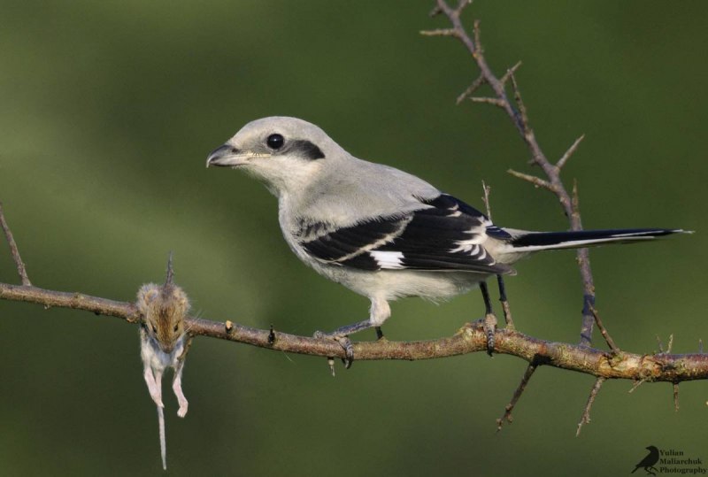 Blue-Gray Gnatcatcher