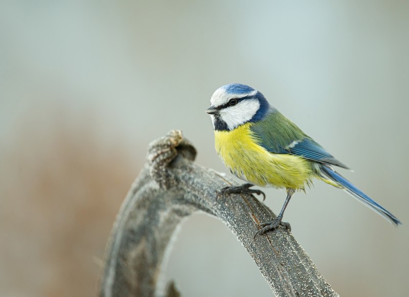 Лазоревка (cyanistes caeruleus)