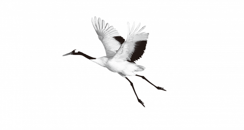 Журавль-красавка (anthropoides Virgo)