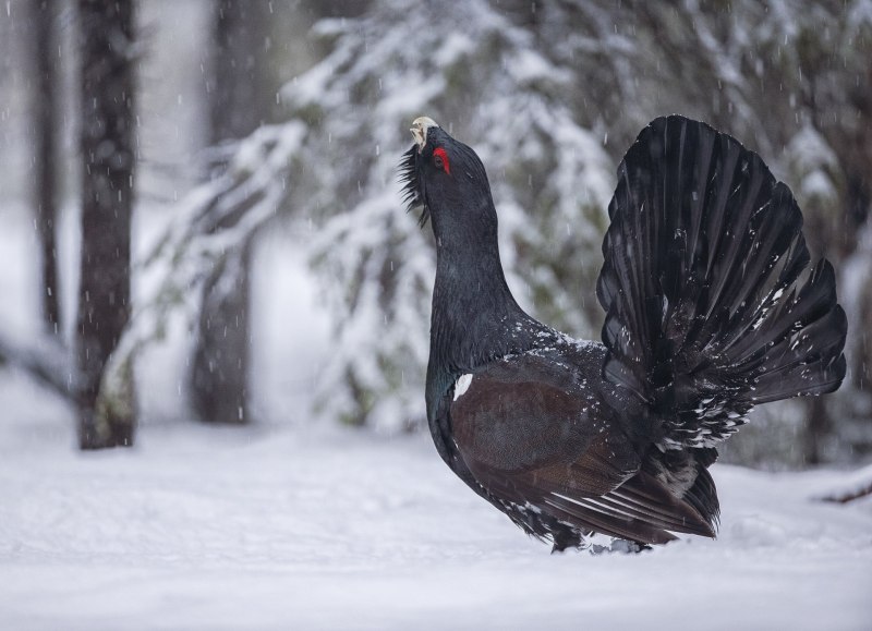 Lekking Capercaillie