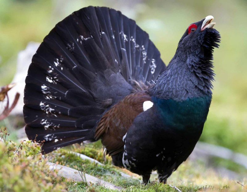 Глухарь (Tetrao urogallus)