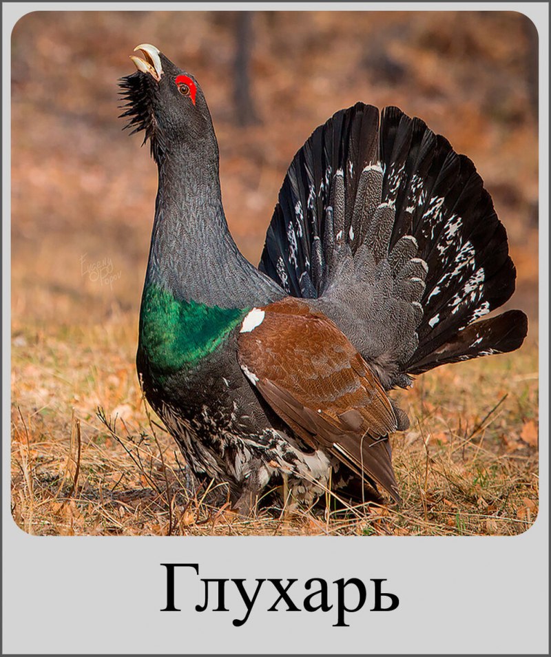 Глухарь и тетерев фото птицы