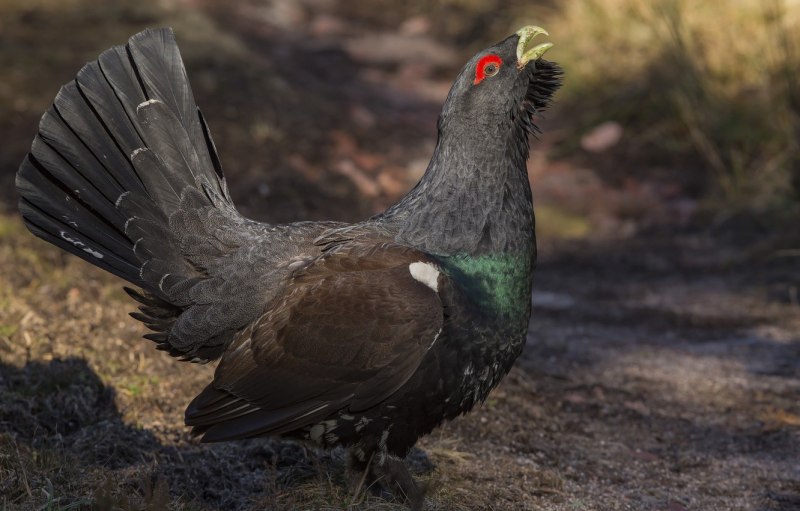 Чернобрюхий Глухарь Tetrao urogallus Major