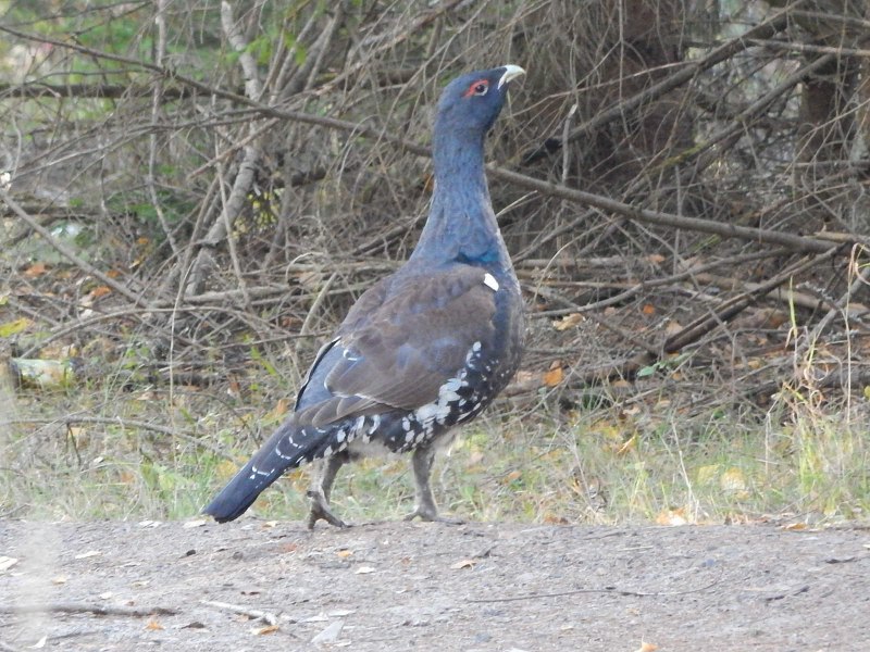 Каменный Глухарь (Tetrao parvirostris)