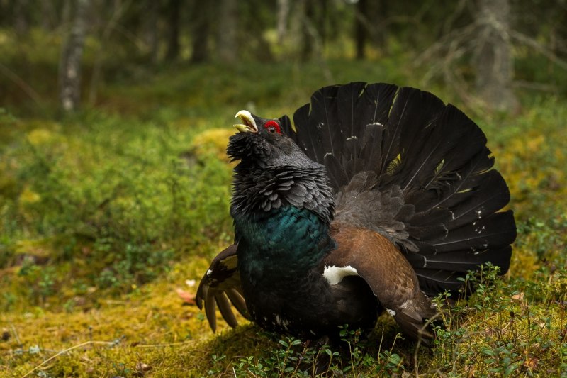 Тетерев - Black Grouse