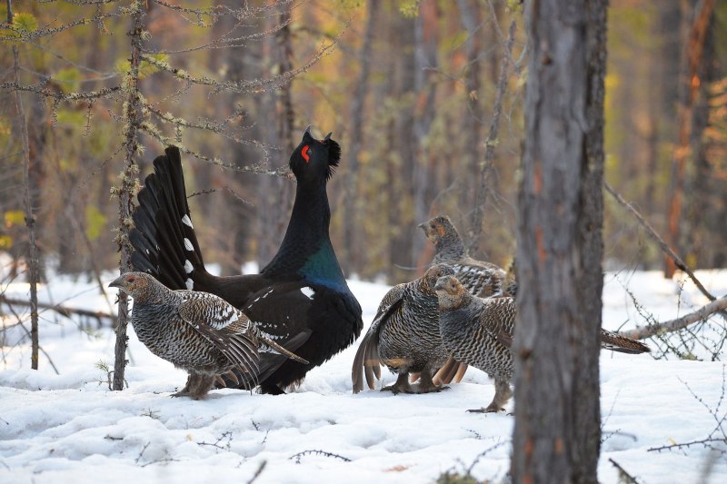 Каменный Глухарь (Tetrao parvirostris)