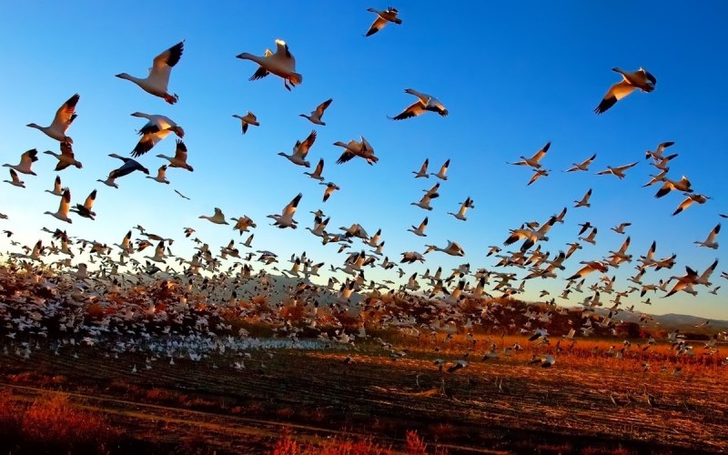 Птицы на Юг улетают гуси